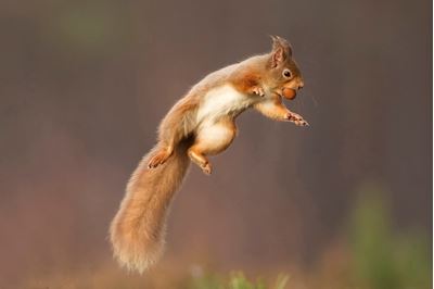 Red squirrel jumping, Cairngorms National Park, Scotland. 