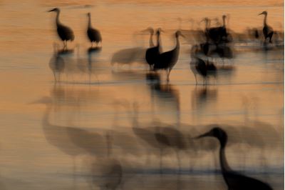 Sandhill cranes roosting at dusk, New Mexico, USA 