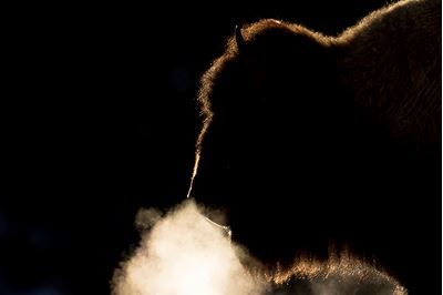 American bison backlit by winter sun, Yellowstone National Park, USA. 