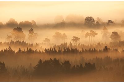 Native pine forest silhouetted at dawn, Scotland. 