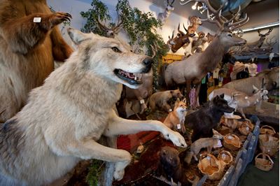 Stuffed gray wolf as part of shop trophy animal selection, Jackson Hole, USA 