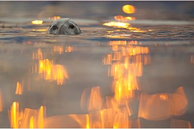 Grey seal with reflected lights from working harbour, Shetland, Scotland. 