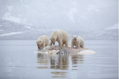 Polar bears feeding on dead whale, Svalbard, Norway. 