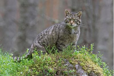 Scottsih Wildcat in pine woodland, Glenfeshie, Scotland. 