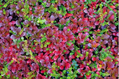 Mix of autumnal mountain bearberry and crowberry, Sarek National Park, Laponia World Heritage Site, Sweden 