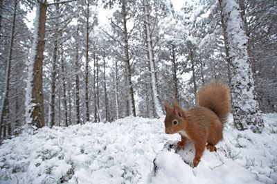 Red squirrel in snow-laden forest, Scotland. 