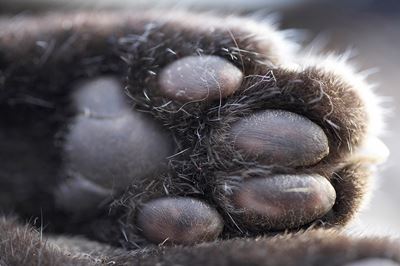 Abstract of feet of dead Scottish wildcat, Scotland 