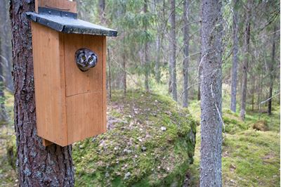 Tengmalms owl peering out of nestbox,  Bergslagen, Sweden. 