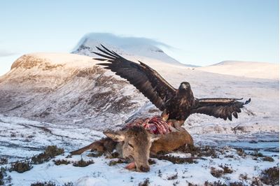 Golden eagle feeding on red deer carcass, Assynt, Scotland. 