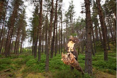 Pine marten foraging in pine forest in summer, Scotland. 