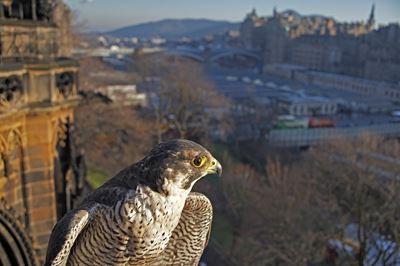 Peregrine Falcon in urban setting, Edinburgh. (c) 