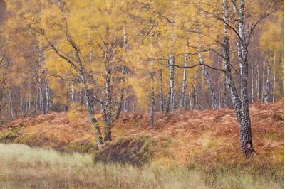 Autumnal birches, Craigellachie National Nature Reserve, Scotland. 