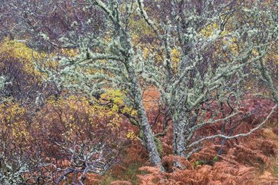 Mixed woodland in late autumn, Drumbeg, Sutherland. 
