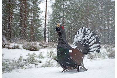 Capercaillie male displaying in blizzard, Cairngorms NP, Scotland. 