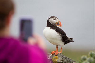 Tourist photographing puffins, Shetland. 