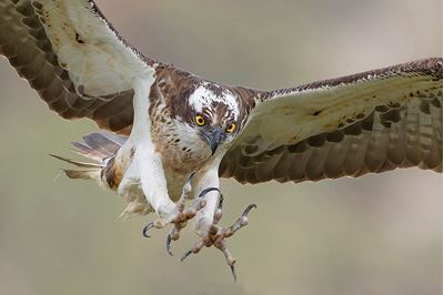 Osprey in flight, Cairngorms NationalPark, Scotland. 