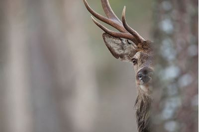 Red deer stag in pine woodland, Cairngorms NP, Scotland. 