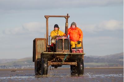 Cockle fishermen working in Morecambe Bay, Cumbria. 