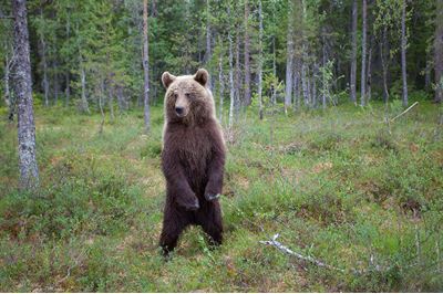 European brown bear in native forest, Eastern Finland. 