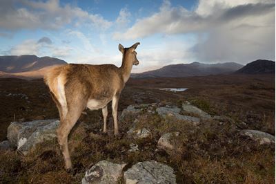 Red deer hind in west Highland landscape, Lochcarron, Wester Ross, Scotland 