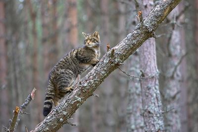 Scottish wildcat climbing fallen tree in pine forest, Cairngorms National Park, Scotland. 