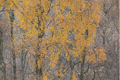 Section of autumnal birch woodland at dawn, Glenfeshie, Scotland. 