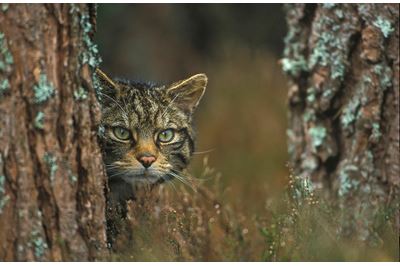Scottish wildcat peering around tree, Scotland. 