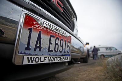 Licence plate on American car depicting support for wolves in Yellowstone National Park, USA 