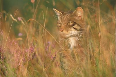 Scottish wildcat in grassland, Glenfeshie, Scotland. 