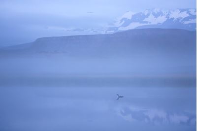 Red-throated diver on misty lake, north Iceland. 
