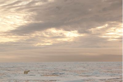 Polar bear wandering on pack ice, Svalbard, Norway. 