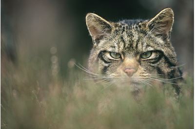 Scottish wildcat in heather, Glenfeshie, Scotland. 