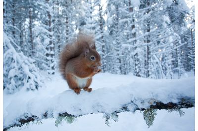 Red squirrel in winter pine forest, Cairngorms NP. 
