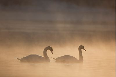 Mute swan pair in winter dawn mist, Loch Insh, Cairngorms NP.. 