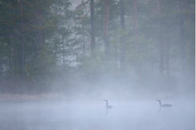Red-throated divers at dawn on mist-laden lake, Bergslagen, Sweden. 