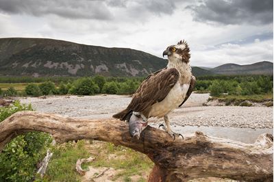 Osprey perched with fish, Glenfeshie, Scotland. 