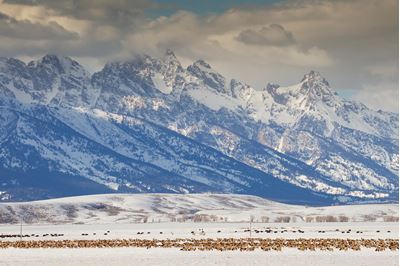 Procession of migrating elk and bison through the National Elk Refuge, Wyoming, USA 