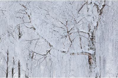 Silver birch woodland in winter, Scotland. 