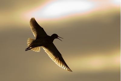 Redshank backlit in flight, Western Isles, Scotland. 