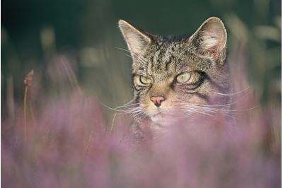 Scottish wildcat in flowering heather, Glenfeshie, Scotland. 