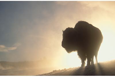 Bison silhouetted at dawn in winter, Yellowstone NP, USA 