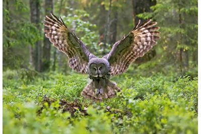 Great grey owl in flight in boreal forest, Finland. 