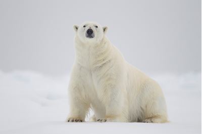 Polar bear male sitting on ice floe, Svalbard, Norway. 