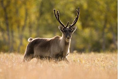 Reindeer, Sarek National Park, Laponia World Heritage Site, Sweden 