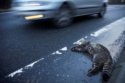 Roadkill Scottish wildcat, Cairngorms National Park, Scotland 