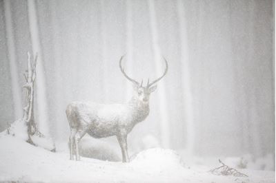 Red deer in heavy snowfall, Cairngorms National Park, Scotland. 