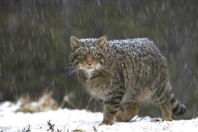 Scottish wildcat in snowfall, Glenfeshie, Scotland. 