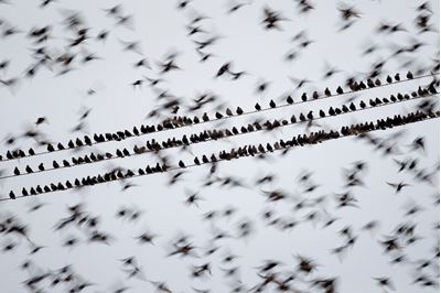 Starlings en masse, Solway Firth, Scotland. 