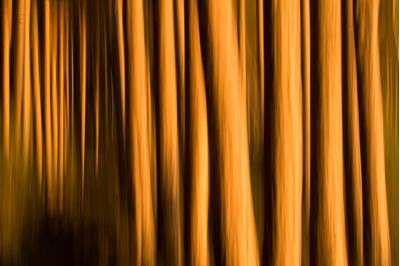 Abstract of pine forest lit by winter sun, Scotland. 