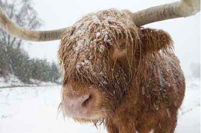 Highland cow in blizzard, Scotland. 